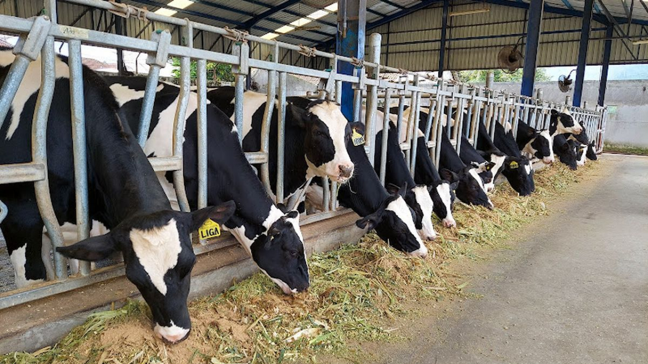 Sapi Perah