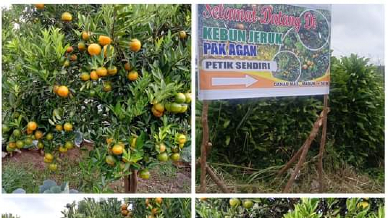 Wisata Agro