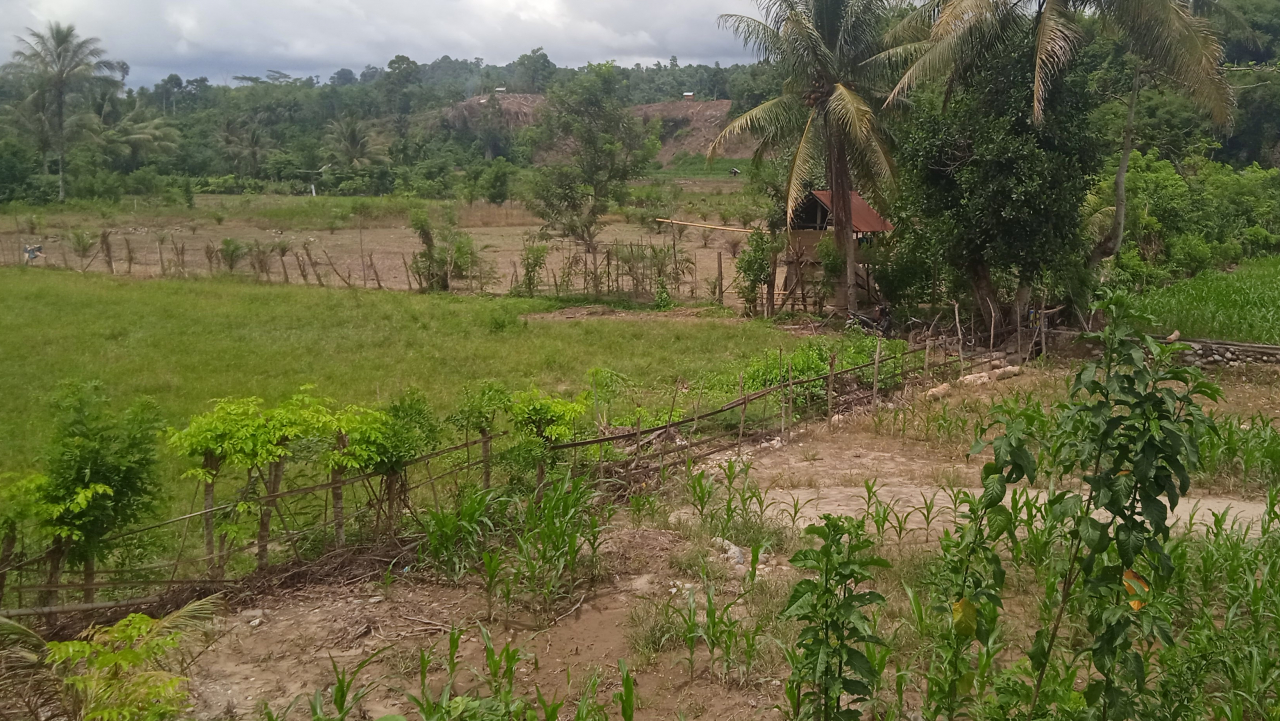 sawah
