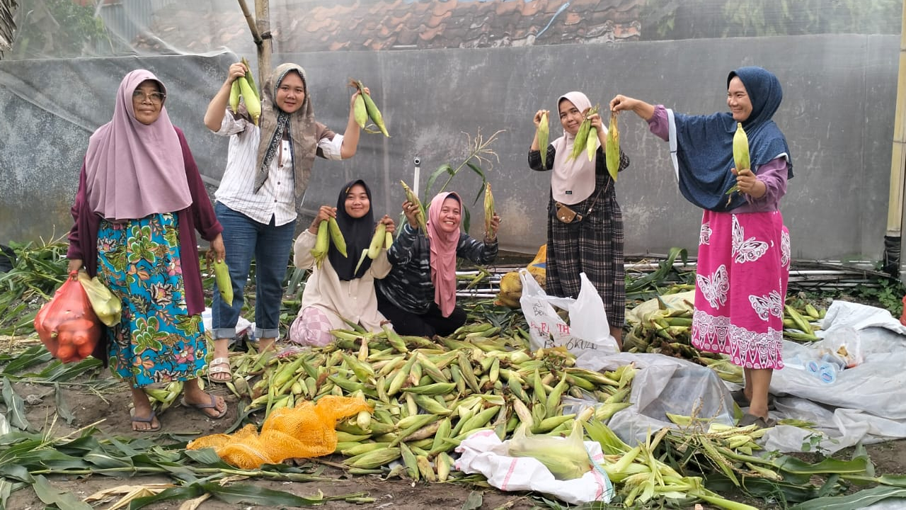 Panen Jagung Manis PKK: Ketahanan Pangan Desa Air Dingin