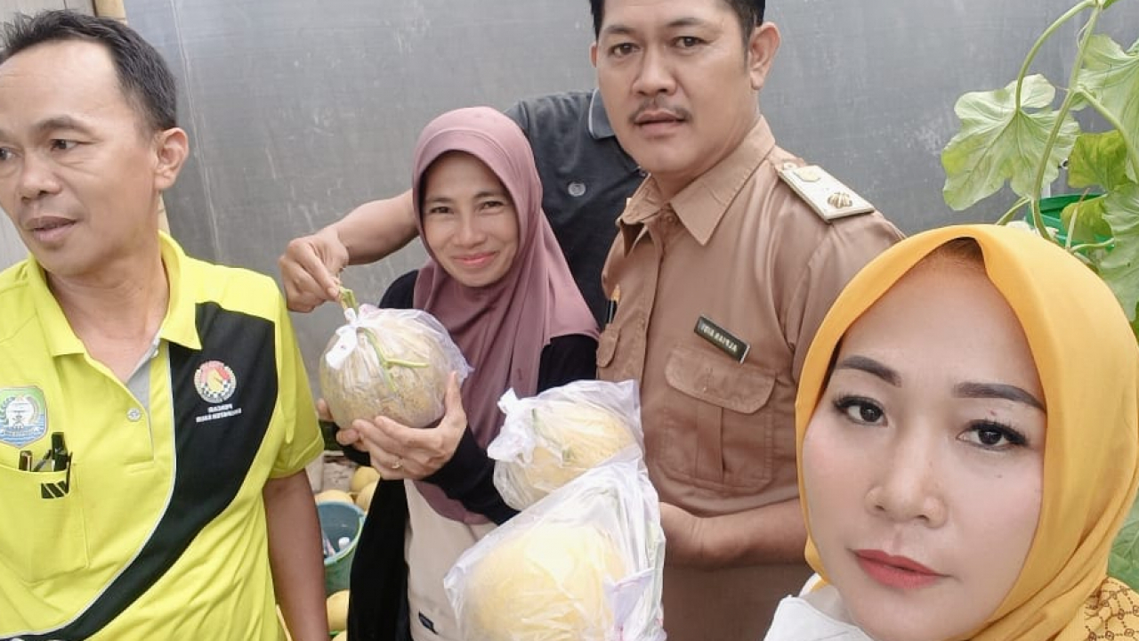 Pemdes Air Dingin Siap Panen  Melon Inthanon Premium