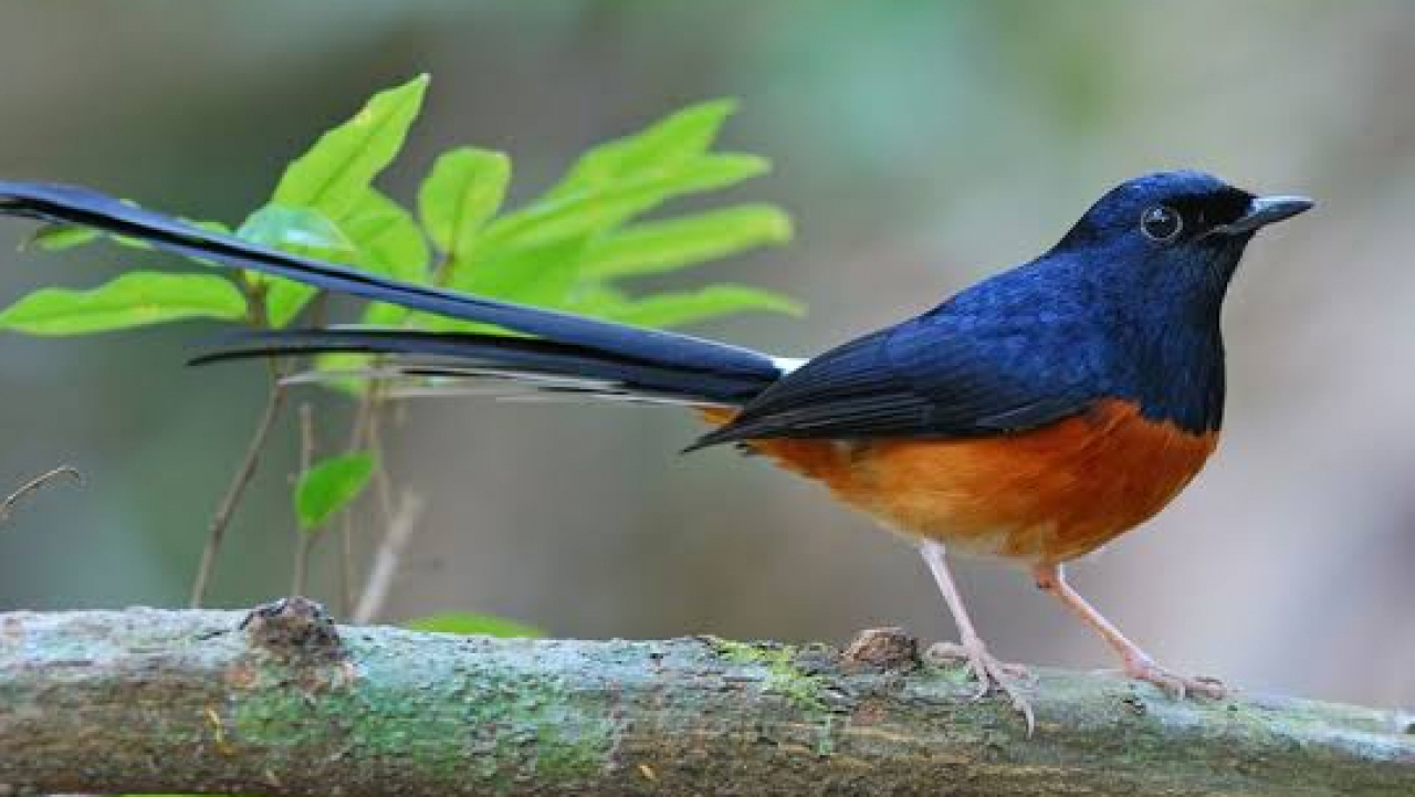Tidak!!! Empat Jenis Burung Berkicau Ini Mulai Langkah di Desa Sinar Mulya