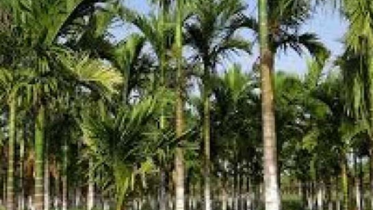 PINANG