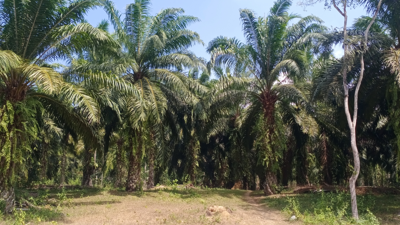 KELAPA SAWIT