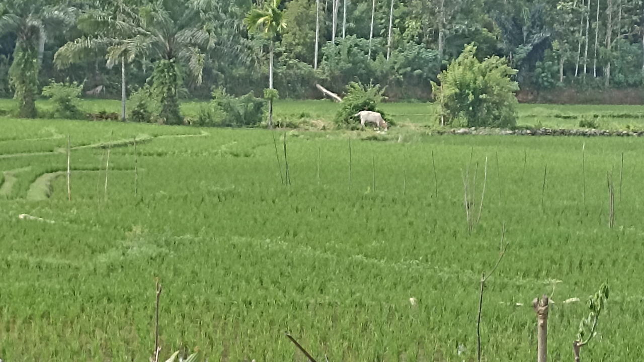 Desa pertanian khususnya sawa