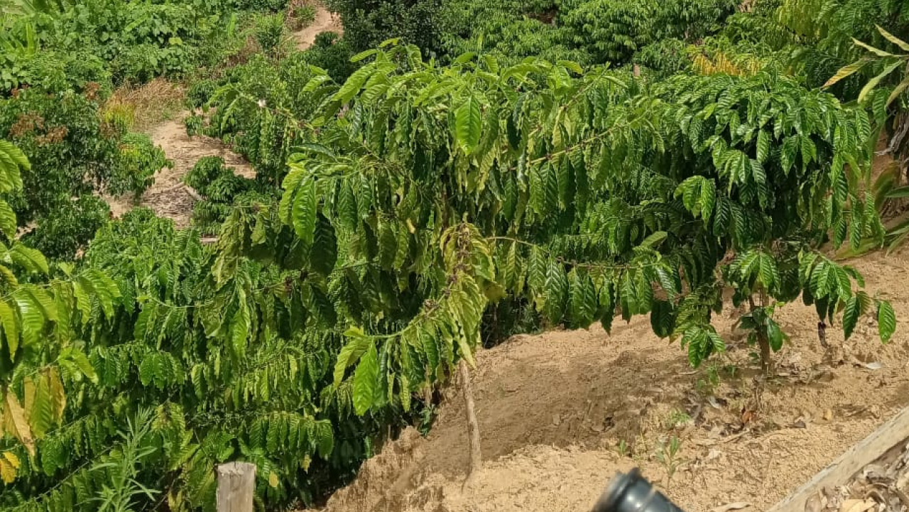 KOPI