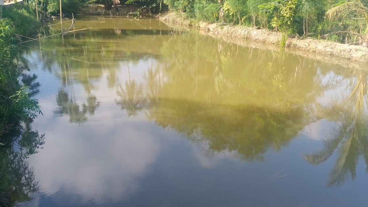 KOLAM IKAN