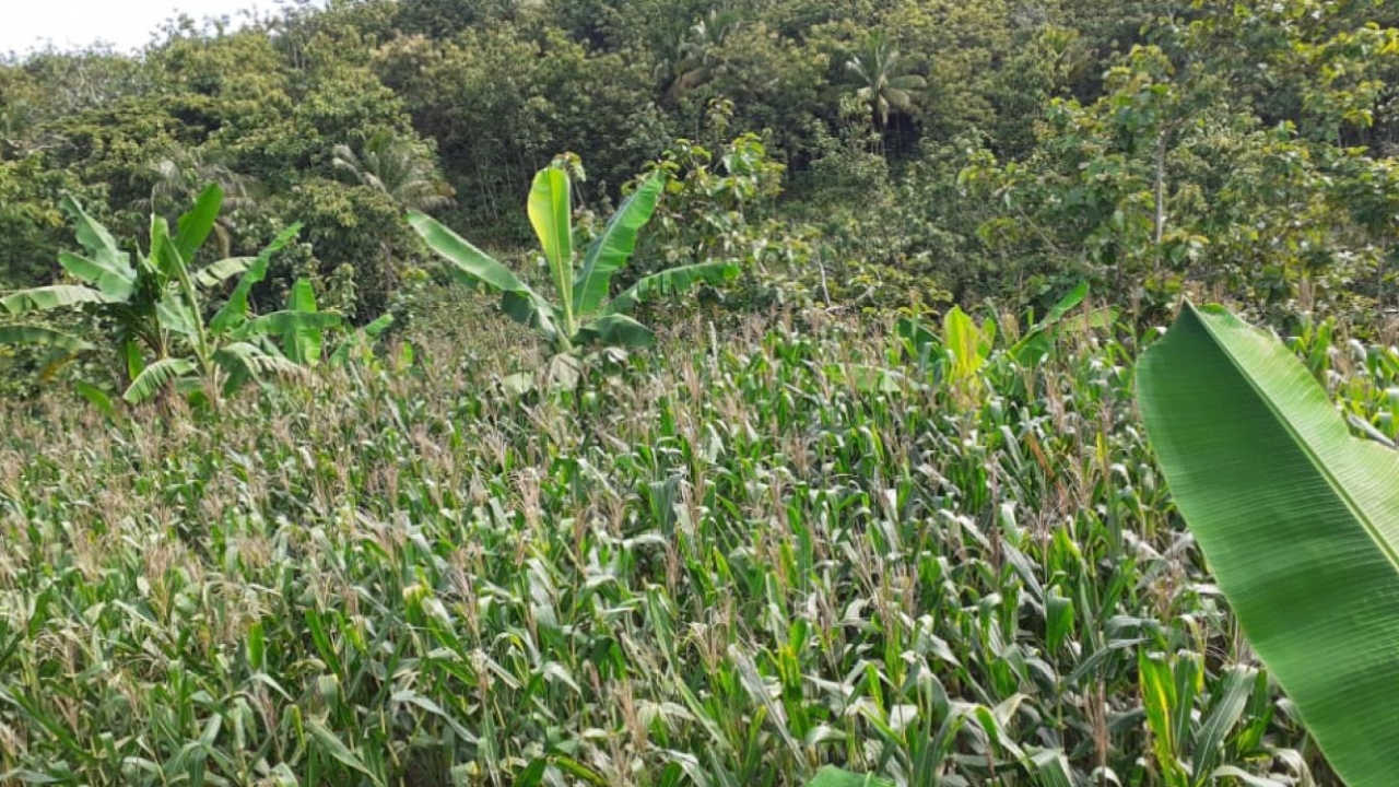 JAGUNG