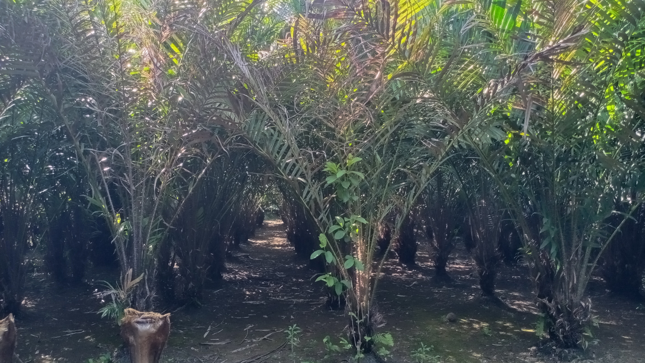 SALAK