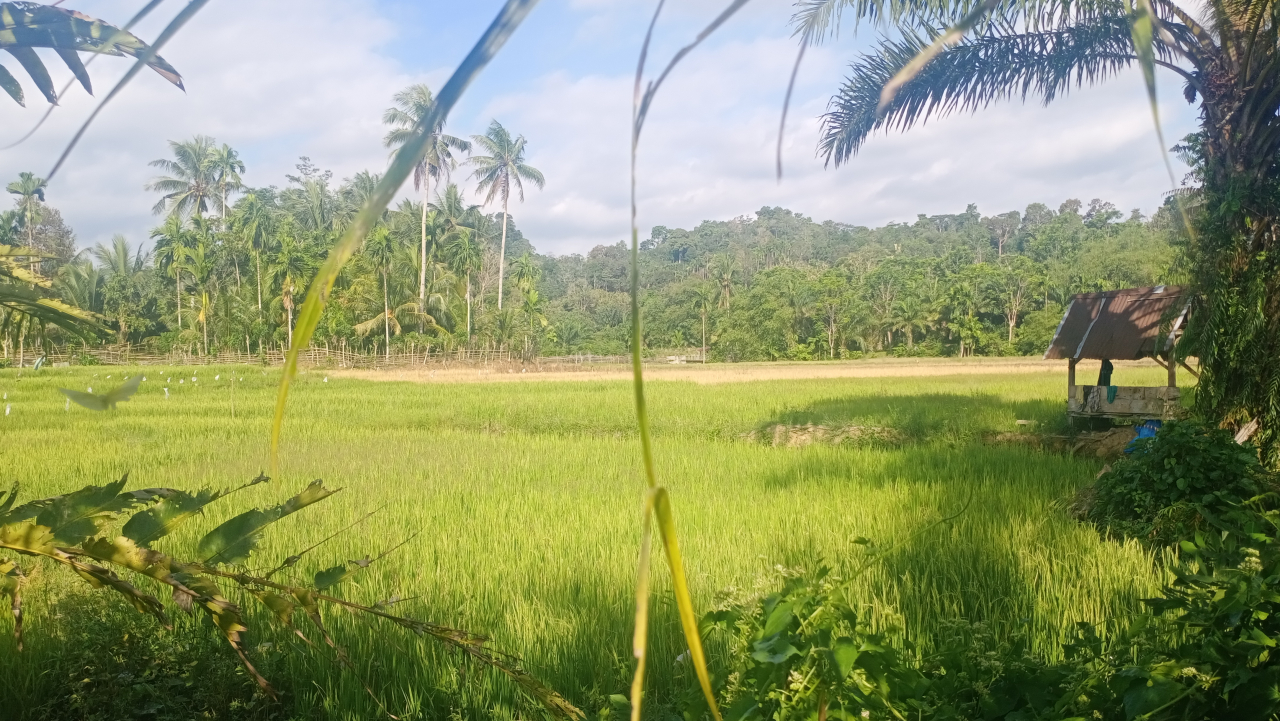 Sawah