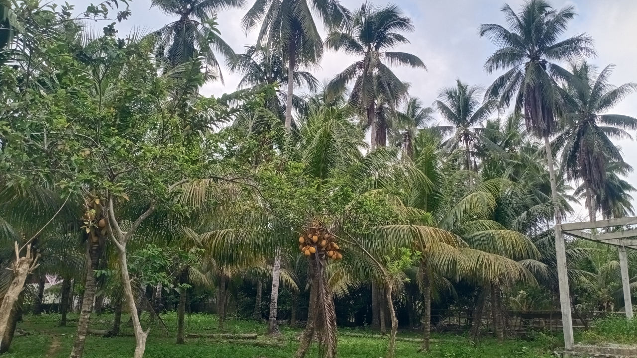 KEBUN KELAPA