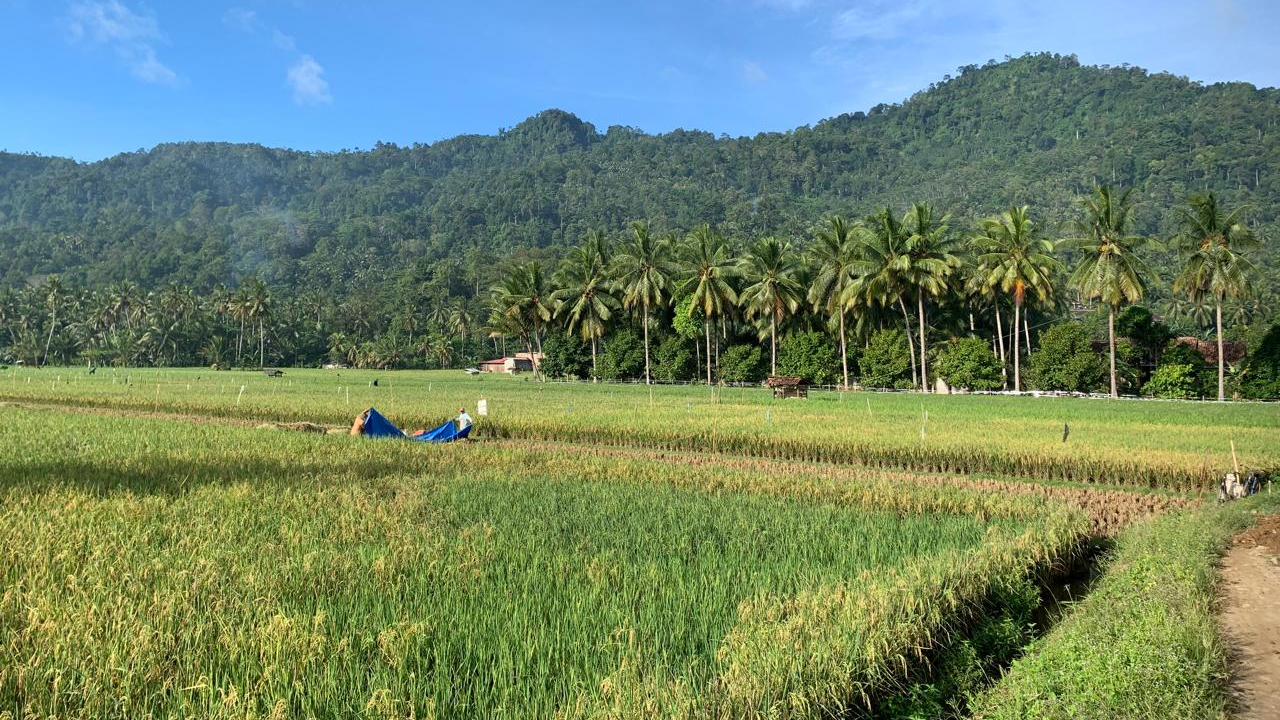 PERSAWAHAN DAN PERKEBUNAN