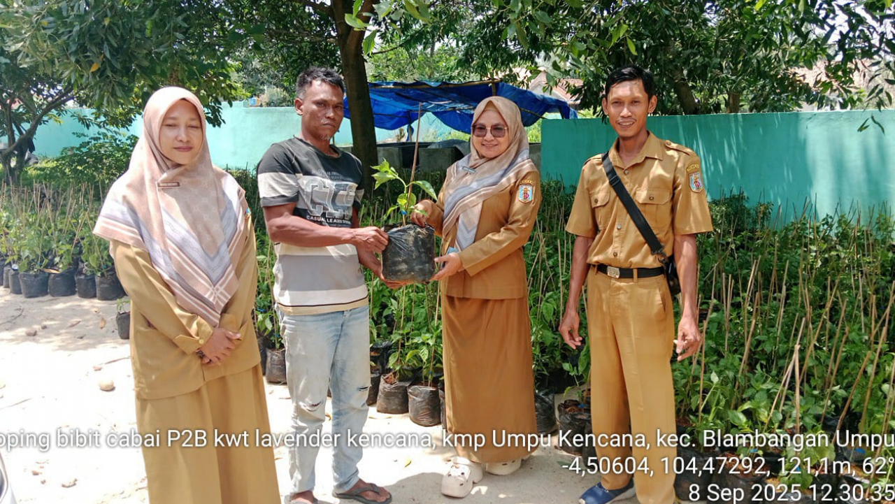 KWT KAMPUNG UMPU KENCANA TERIMA 2.250 BIBIT CABAI DARI PROGRAM PEKARANGAN PANGAN BERGIZI (P2B)
