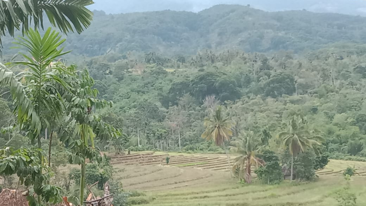 cerita tentang potensi desa Menanga Jaya, Kecamatan Banjit, Kabupaten Way Kanan: