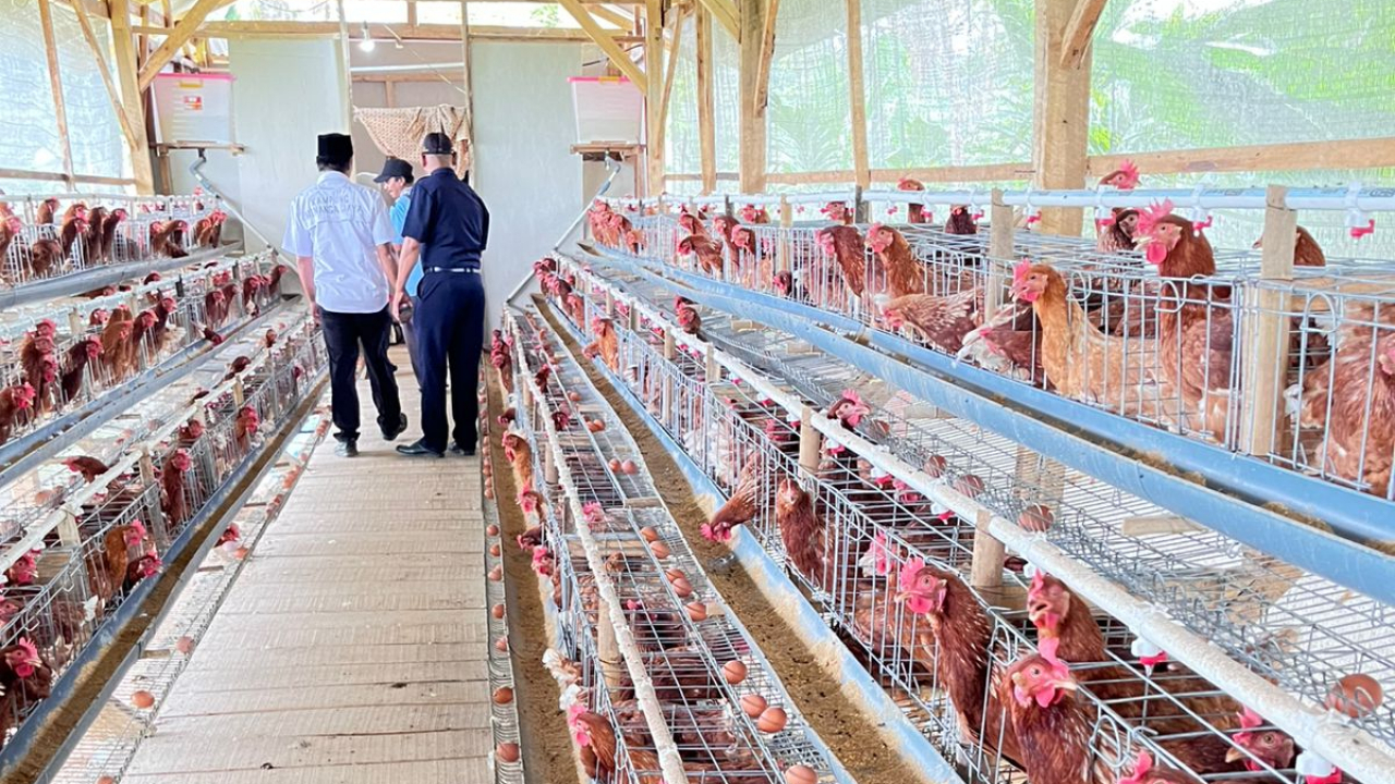 Ayam Petelur Bumdes, Produksi Telur Naik Drastis!