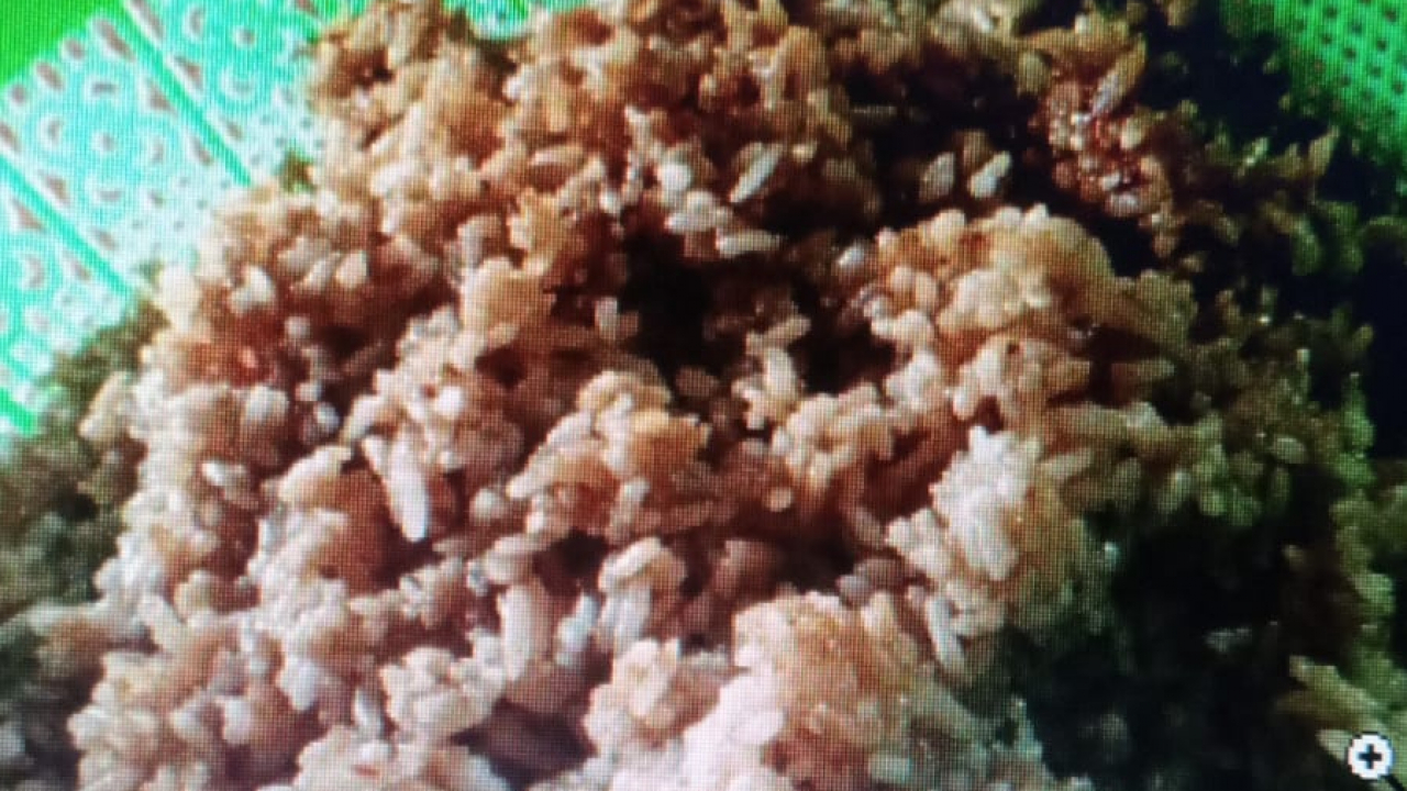 Jualan Nasi Goreng dan Es di Kantin Sekolah