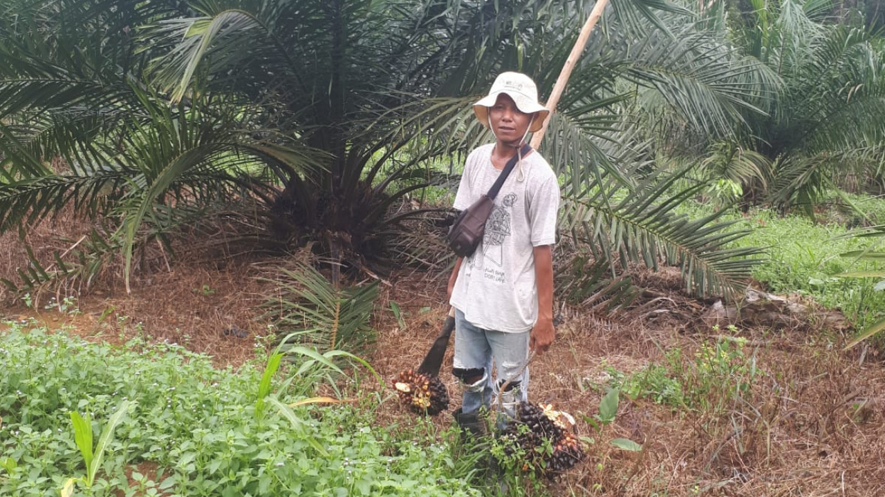 Panen Perdana Kebun Sawit Desa Gadung, Tandai Prospek Cerah Peningkatan PAD