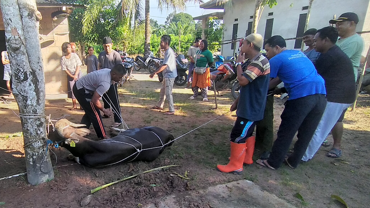 PEMOTONGAN HEWAN SAPI BATUAN PT. TIMAH TBK