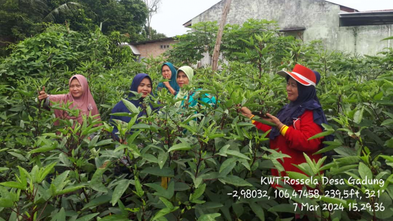 KWT ROSELA DESA GADUNG