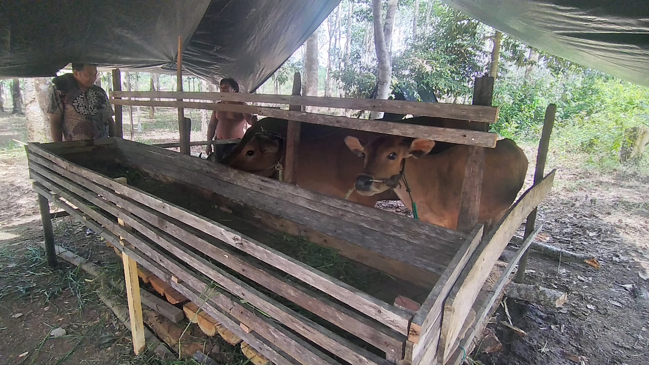 Uji Coba Peternakan Sapi Desa Gadung: Ketahanan Pangan Lokal