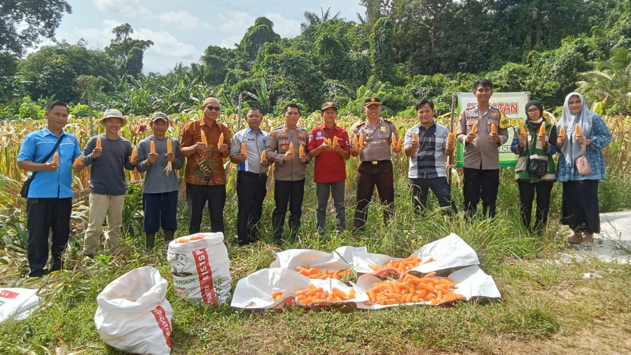 Panen Perdana Jagung Bumdes Gadung Sejahtera Sukses Digelar