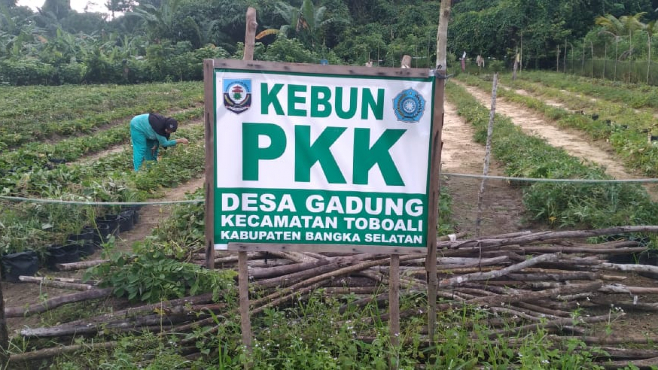 PERKEBUNAN PKK