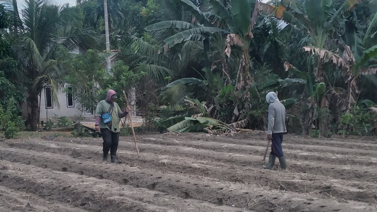 Penanaman Jagung Desa Gadung: Ketahanan Pangan Lokal