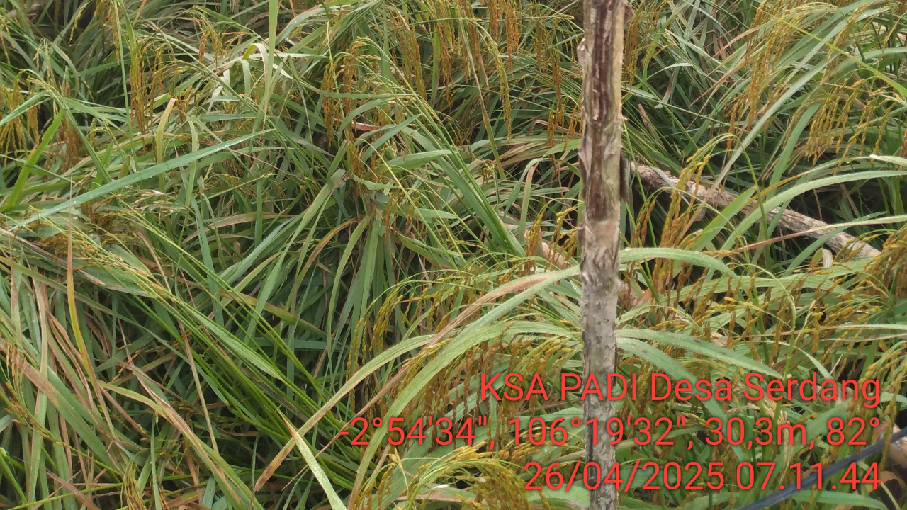 Angin Kencang Rusak Tanaman Padi di Desa Serdang dan Pergam, Bangka Selatan
