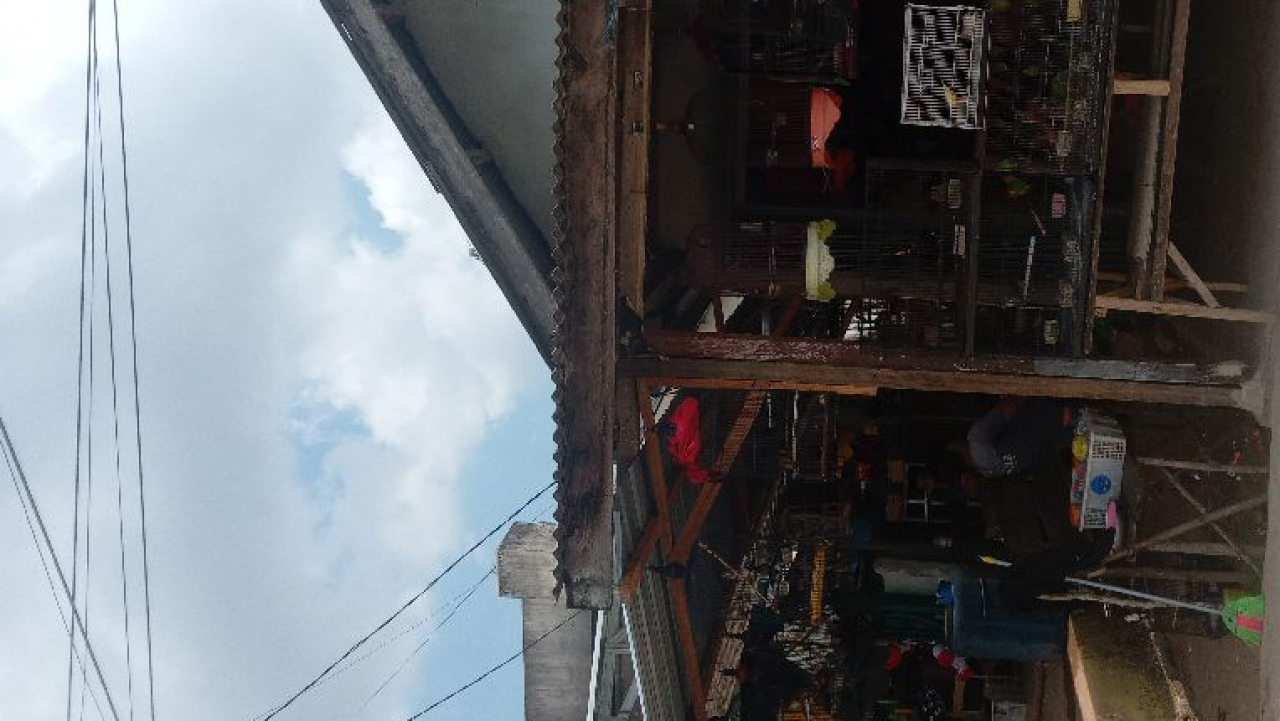 Jualan burung dan pakan hewan Rendi