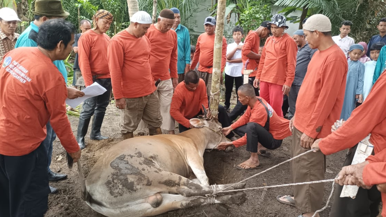 PEMOTONGAN HEWAN QURBAN DESA GADUNG