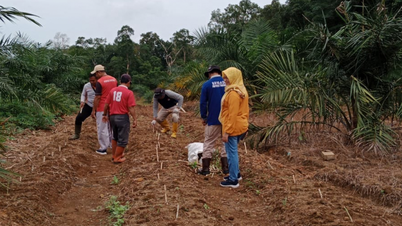 Penguatan Ketahanan Pangan Desa Gadung Melalui Penanaman Kembali Tanaman Pangan