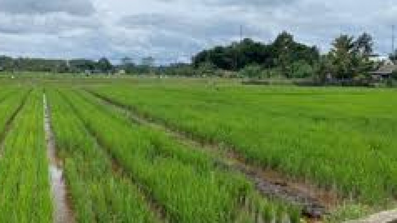 PENGEMBANGAN PERTANIAN DAN PERKEBUNAN