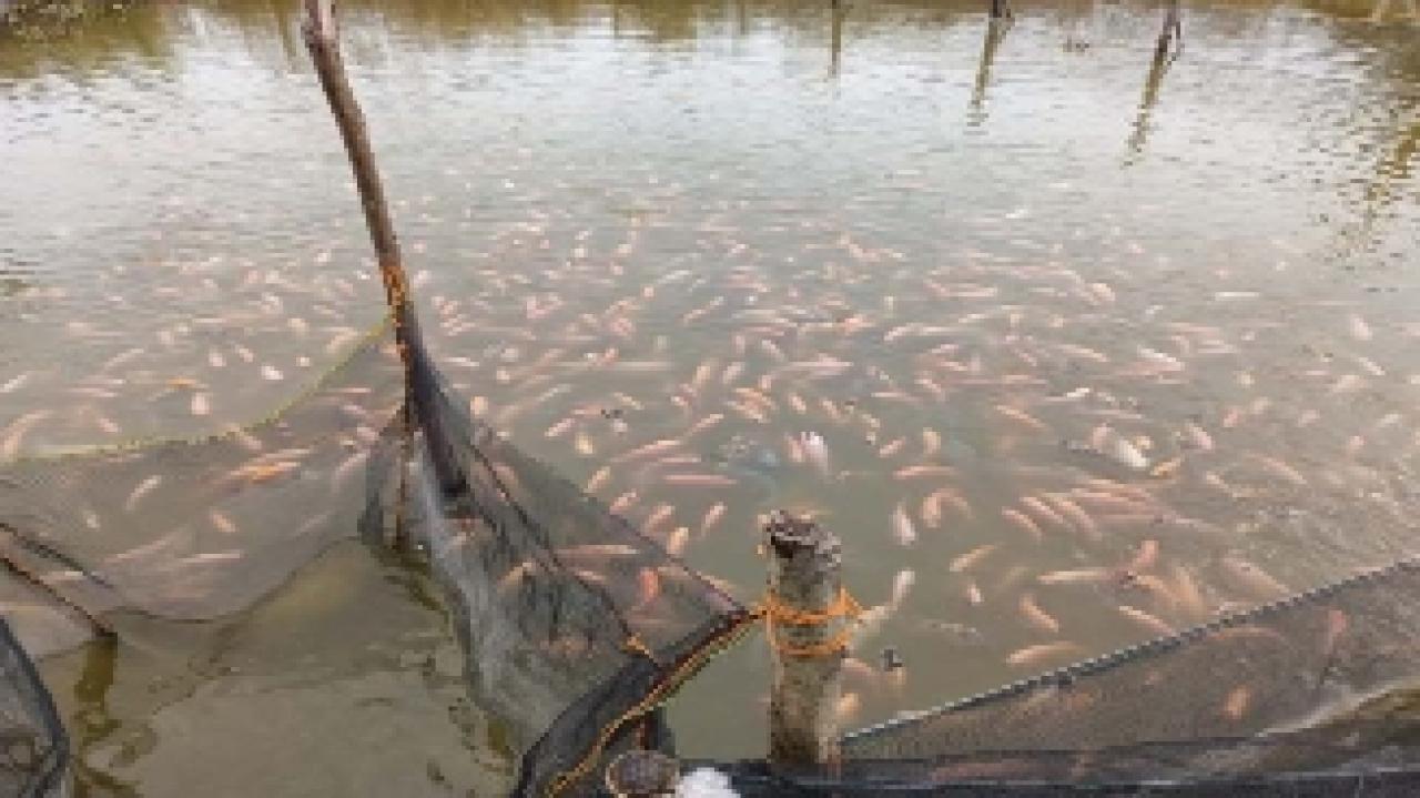 BUDIDAYA IKAN AIR TAWAR