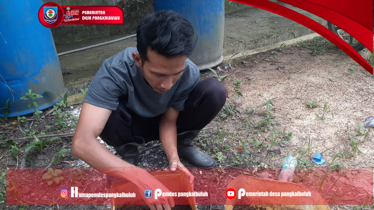 **Budidaya Ulat Maggot: Solusi Inovatif Pengolahan Sampah dan Pakan Ternak di Desa Pangkal Buluh**