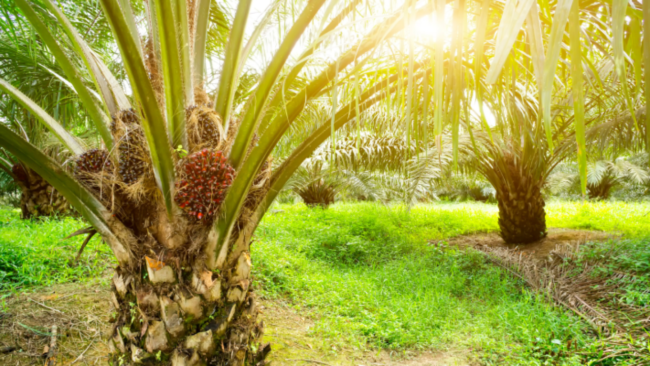 Perkebunan Kelapa Sawit