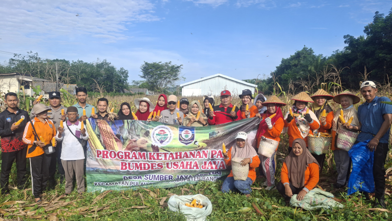 Panen Jagung: Sumber Jaya Permai Tingkatkan PAD Desa