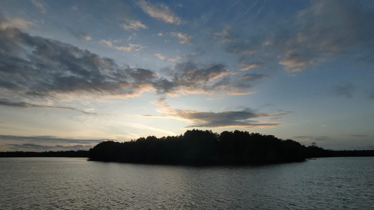 Hutan Mangrove