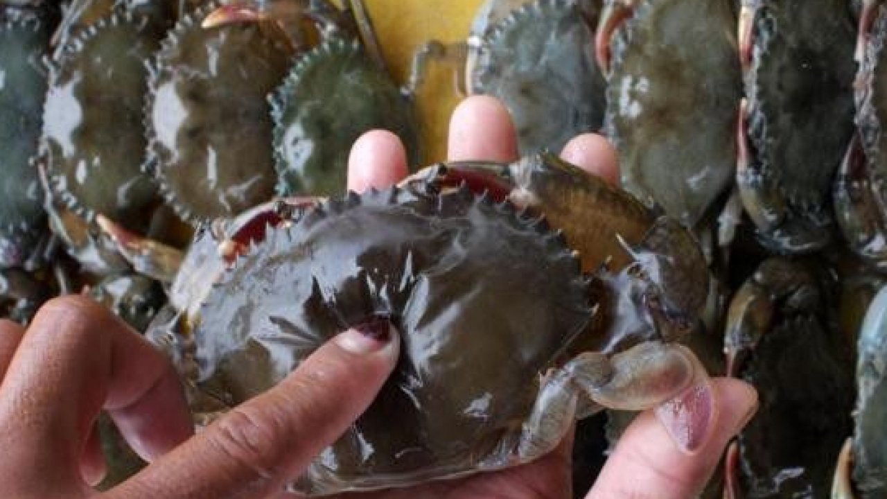 Kepiting Soka