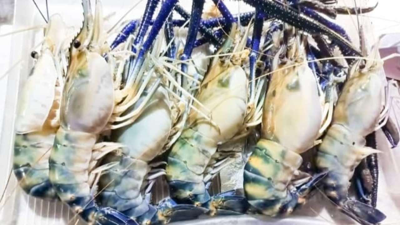 Tangkapan Hasil Sungai Udang Satang
