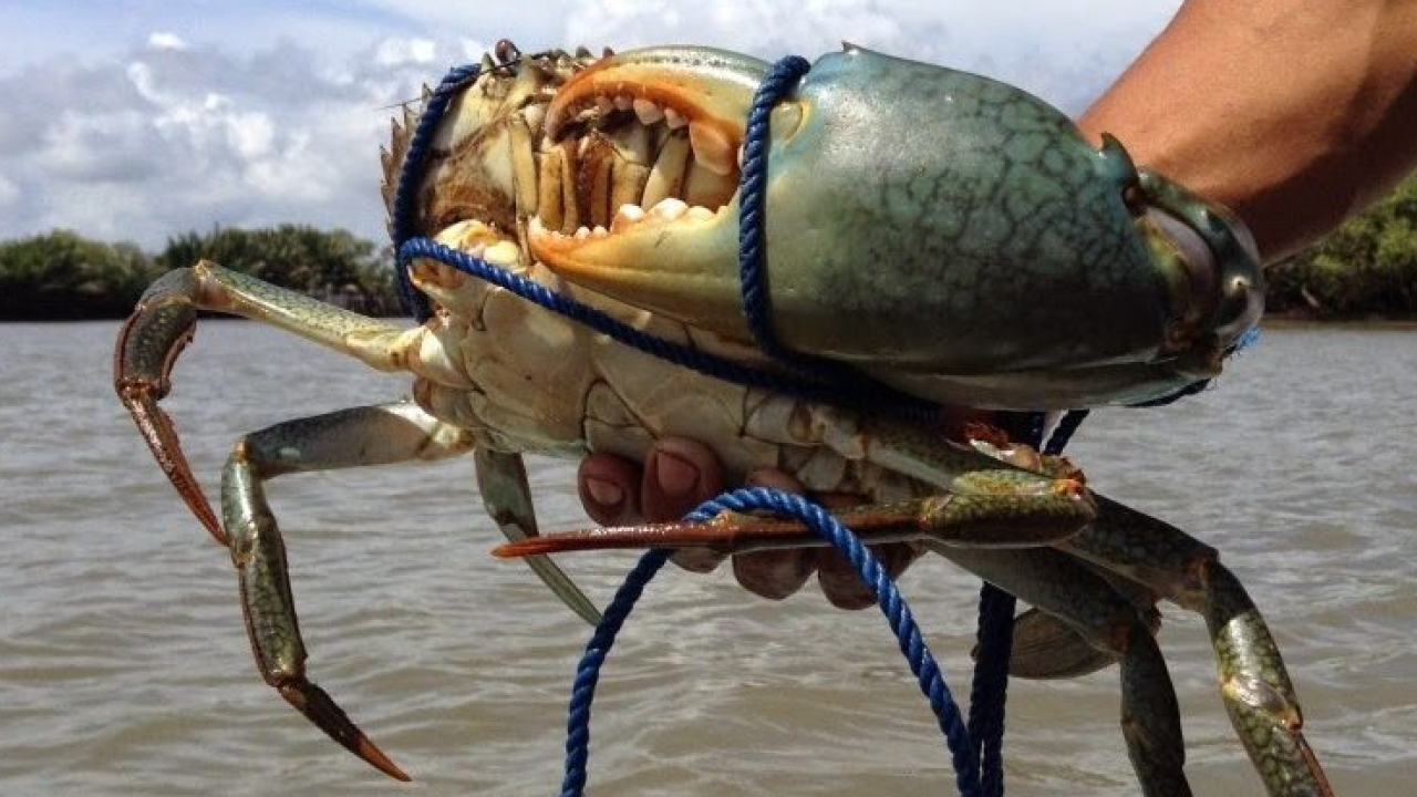 Kepiting Bakau