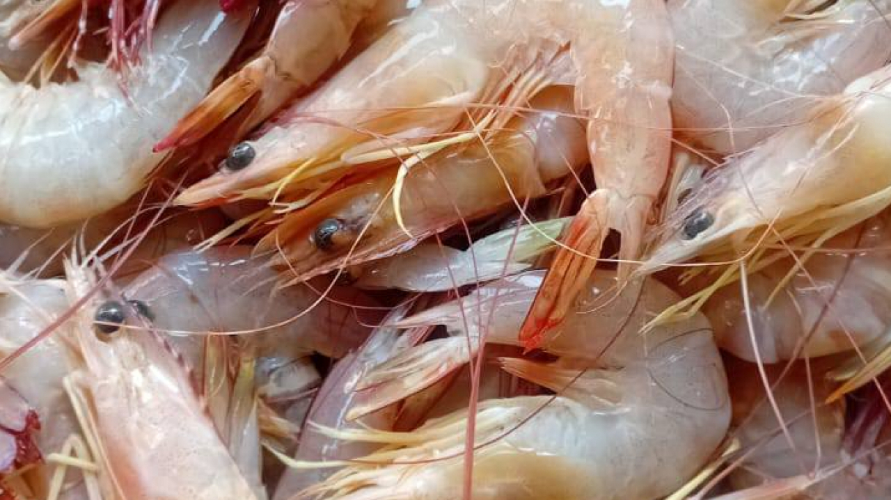 Udang Agogo