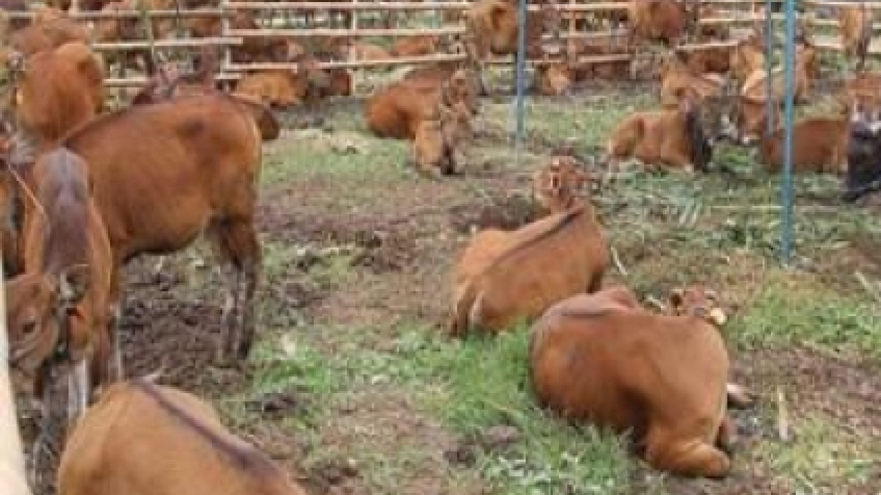 Pengembangan Sektor Peternakan Sapi di Desa Teluk Buton