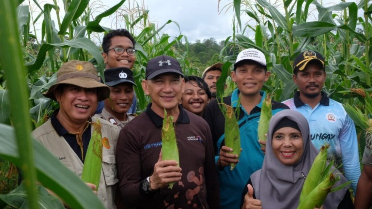 Panen Raya Desa Air Lengit bersama dengan Tim KKN-PPM UGM