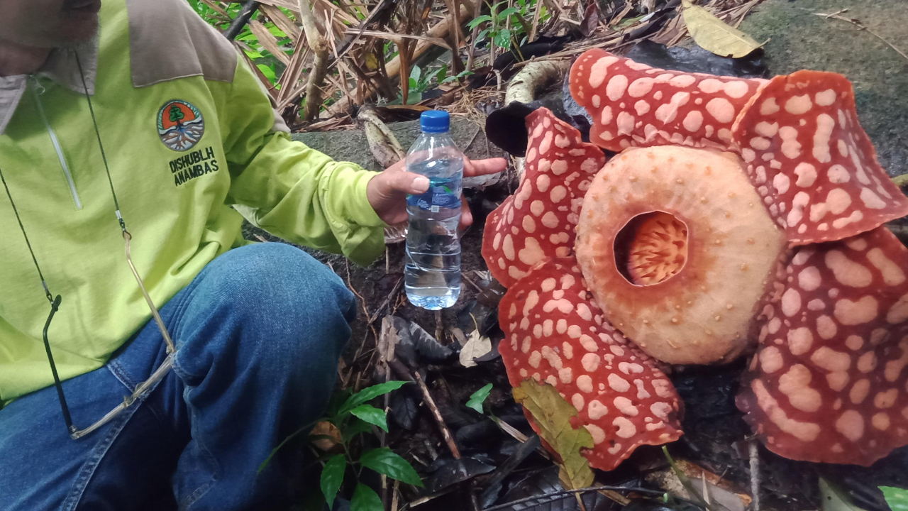 Wisata Hutan Batu Tabir