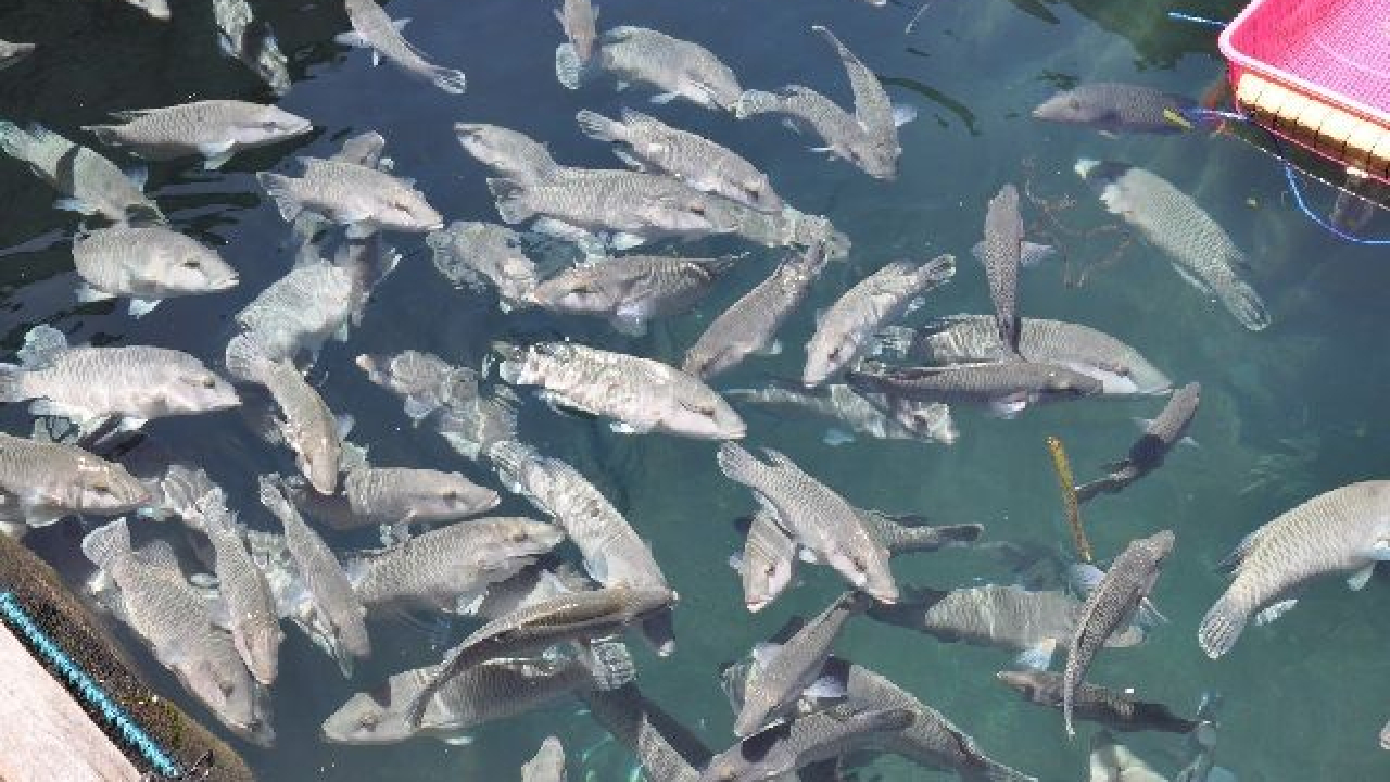Ikan Ekspor : Ikan Napoleon/Ketipas/Tepas
