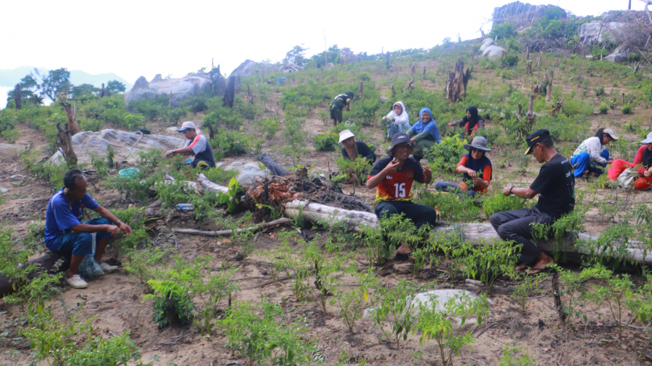 PEKEBUNAN CABE