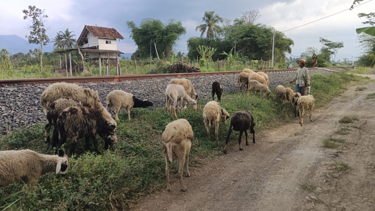 Peternakan Domba Garut