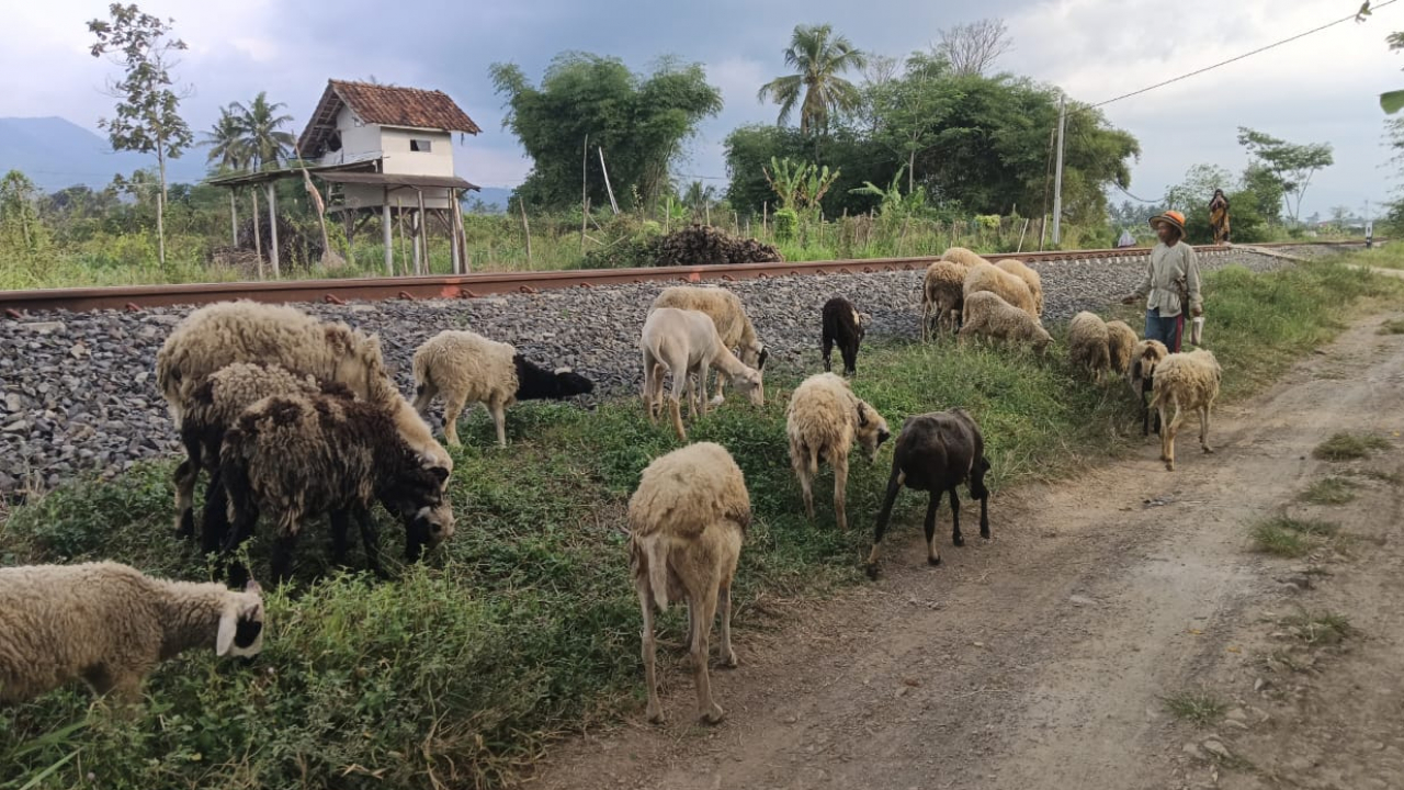 WISATA DOMBA BUMDES JEMBAR RAHAYU SITUSARI
