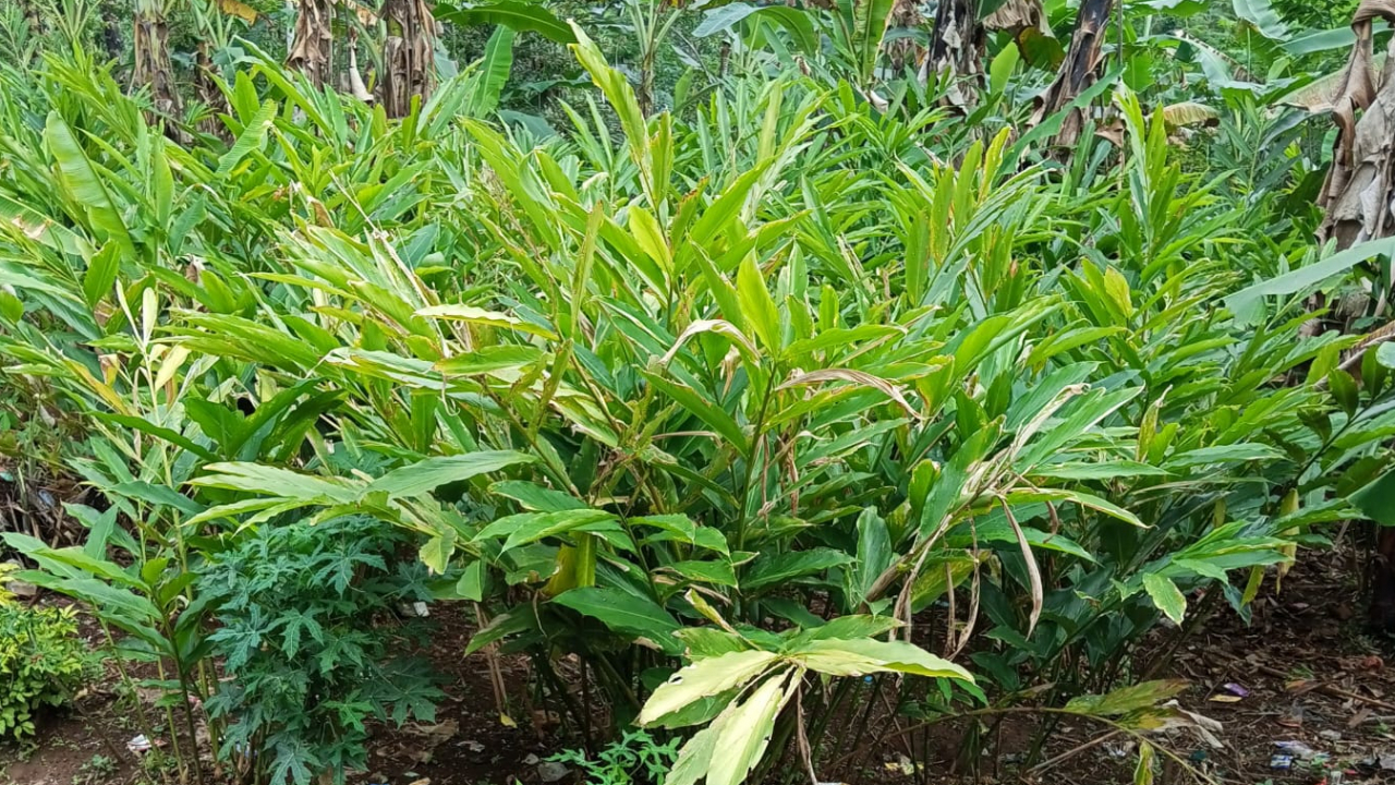 Budidaya Kapol Laga