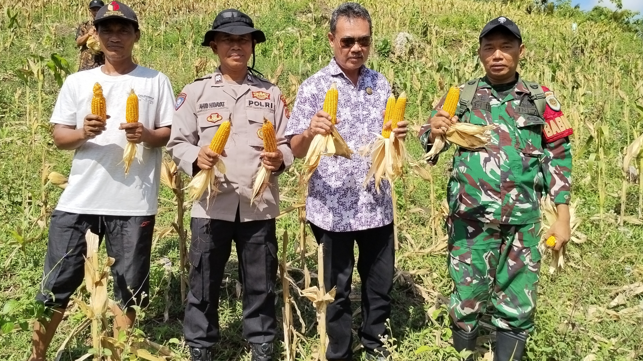 Panen Perdana Jagung BUMDes Mutiara Selatan Cikalong, Siap Raih Untung Maksimal di Siklus Kedua!